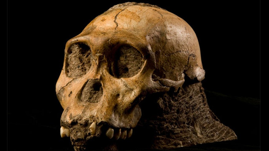 Australopithicus sediba